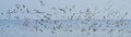 Wildlife panorama, background banner and texture of Larus Charadriiformes or White Seagull on a sea, flies over the water.