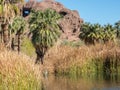 Wildlife, Papago Park, Phoenix, Arizona Royalty Free Stock Photo