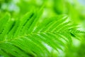 Green Sprig Fern with Leaves Blue Sky Background. Green leaf of fern in the sun Royalty Free Stock Photo