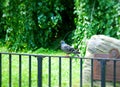 Wildlife, male pigeon standing on the fence,