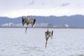 Wildlife Pelicans diving. Royalty Free Stock Photo