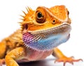 Lizard animal wildlife reptile dragon white isolated nature exotic background closeup wild Royalty Free Stock Photo