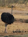 Wildlife photo of a African Ostrich - Struthio camelus Royalty Free Stock Photo