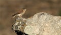 Wildlife photo of an American Kestrel Falco sparverius Royalty Free Stock Photo