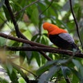 Wildlife photo of an Andean Cock-of-the-rock Rupicola peruvianus Royalty Free Stock Photo