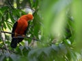 Wildlife photo of an Andean Cock-of-the-rock Rupicola peruvianus Royalty Free Stock Photo