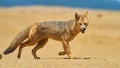 Wildlife photo of a Andean Fox - Lycalopex culpaeus Royalty Free Stock Photo