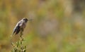 Wildlife photo of a Andean Hillstar - Oreotrochilus estella