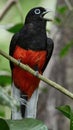 Wildlife photo of an Baird`s Trogon Trogon bairdii