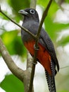 Wildlife photo of a Baird`s Trogon Trogon bairdii