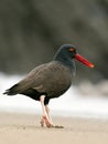 Wildlife photo of a Blackish Oystercatcher Haematopus ater