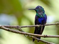 Wildlife photo of a Blue-crowned woodnymph Thalurania colombica