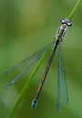 Wildlife photo of a Coenagrion damselfly