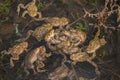 Group of Common toads Bufo bufo - mating, in Czech Republic Royalty Free Stock Photo