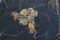 Group of Common toads Bufo bufo - mating, in Czech Republic Royalty Free Stock Photo