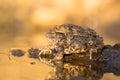 Mating of Common toad Bufo bufo in Czech Republic Royalty Free Stock Photo