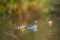 The Common toad Bufo bufo and The Moor frog Rana arvalis in Czech Republic Royalty Free Stock Photo