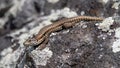 Wildlife photo of a Common wall lizard Podarcis muralis