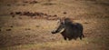 Wildlife photo of a common warthog - Phacochoerus africanus Royalty Free Stock Photo
