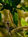 Wildlife photo of a crane fly - Nephrotoma scurra