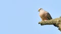 Wildlife photo of a Croaking Ground-Dove Columbina cruziana