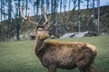 Wildlife photo - deerpark Nove Hrady