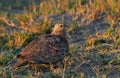 Wildlife photo of a Double-banded Sandgrouse - Pterocles bicinctus