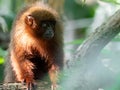 Wildlife photo of a Dusky Titi Monkey Callicebus moloc Royalty Free Stock Photo