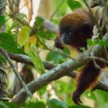 Wildlife photo of a Dusky titi Monkey - Callicebus moloch Royalty Free Stock Photo