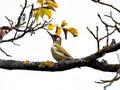 Wildlife photo of an European Green Woodpecker Picus viridis Royalty Free Stock Photo