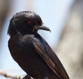 Wildlife photo of a Fork-tailed Drongo - Dicrurus adsimilis