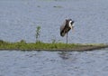 Great blue heron preening Royalty Free Stock Photo