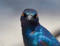 Wildlife photo of a Greater Blue-eared Glossy-Starling - Lamprotornis chalybaeus