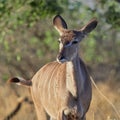 Wildlife photo of a greater kudu - Tragelaphus strepsiceros