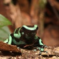 Wildlife photo of Green and Black Dart-poison Frog