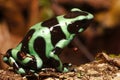 Wildlife photo of Green and Black Dart-poison Frog