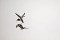 Group of geese in flight isolated Royalty Free Stock Photo