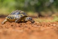 Hermann`s Tortoise Testudo hermanni in Paklenica Croatia