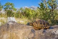 Hermann`s Tortoise Testudo hermanni in Paklenica Croatia
