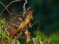 Wildlife photo of a Hoatzin - Opisthocomus hoazin Royalty Free Stock Photo