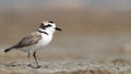 Wildlife photo of a Kentish Plover Charadrius alexandrinus Royalty Free Stock Photo