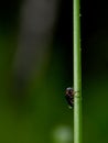 Wildlife photo of a leaf beetle - Gastrophysa polygoni Royalty Free Stock Photo