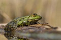 The marsh frog Pelophylax ridibundus in Czech Republic