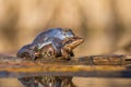 Mating The Moor frog Rana arvalis in Czech Republic