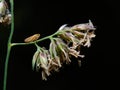 Wildlife photo of a meadow froghopper - Philaenus spumarius Royalty Free Stock Photo