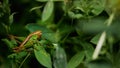 Wildlife photo of a meadow grasshopper Pseudochorthippus parallelus