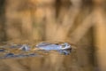 The Moor frog Rana arvalis in Czech Republic Royalty Free Stock Photo