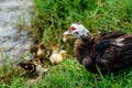 Wildlife photo mother duck watching her baby ducklings by the pond