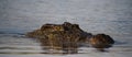 Wildlife photo of a Nile crocodile - Crocodylus niloticus Royalty Free Stock Photo