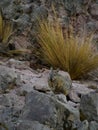 Wildlife photo of a northern viscacha - Lagidium peruanum Royalty Free Stock Photo